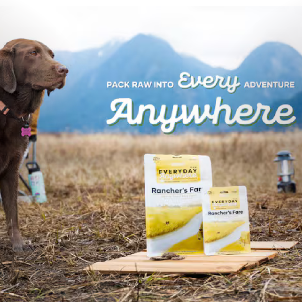 Chocolate Labrador beside Red Dog Blue Kat's Rancher's Fare GentleDry pet food in an outdoor mountain setting.